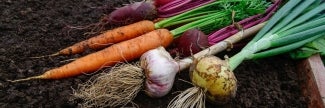 Foto de vegetais sobre terra, entre eles, duas cenouras, um rabanete, cebola, alho e batata-doce