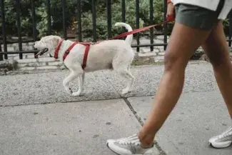 Caminhada menos monótona: mulher passeando com o cachorro 